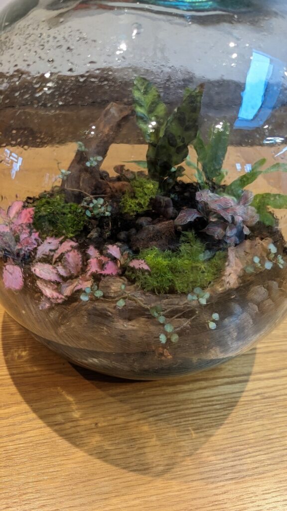 handmade vintage carboy terrarium terrarium Surrey - Blue Squid Creation