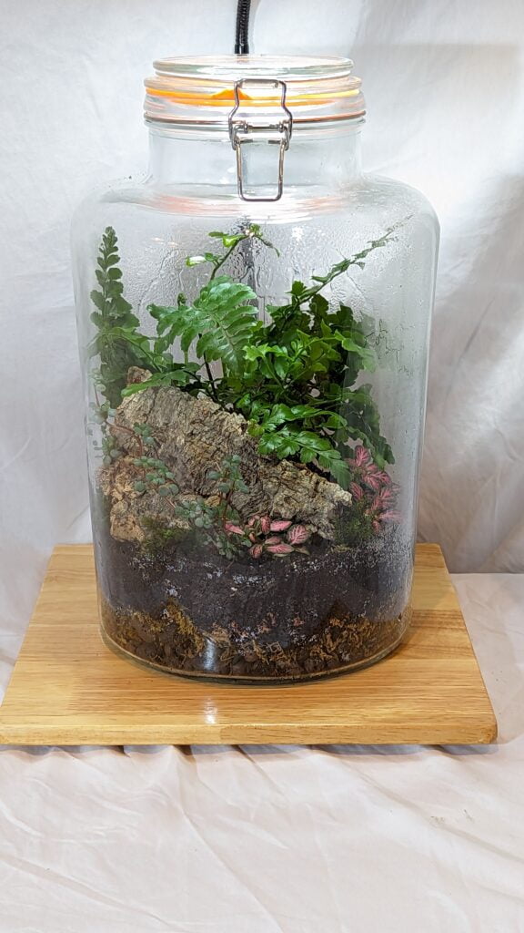 handmade giant kilner terrarium terrarium Surrey - Blue Squid Creation