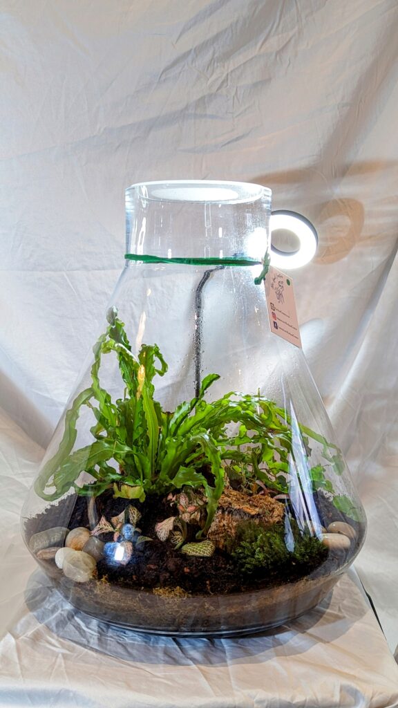 handmade large fern terrarium terrarium Surrey - Blue Squid Creation