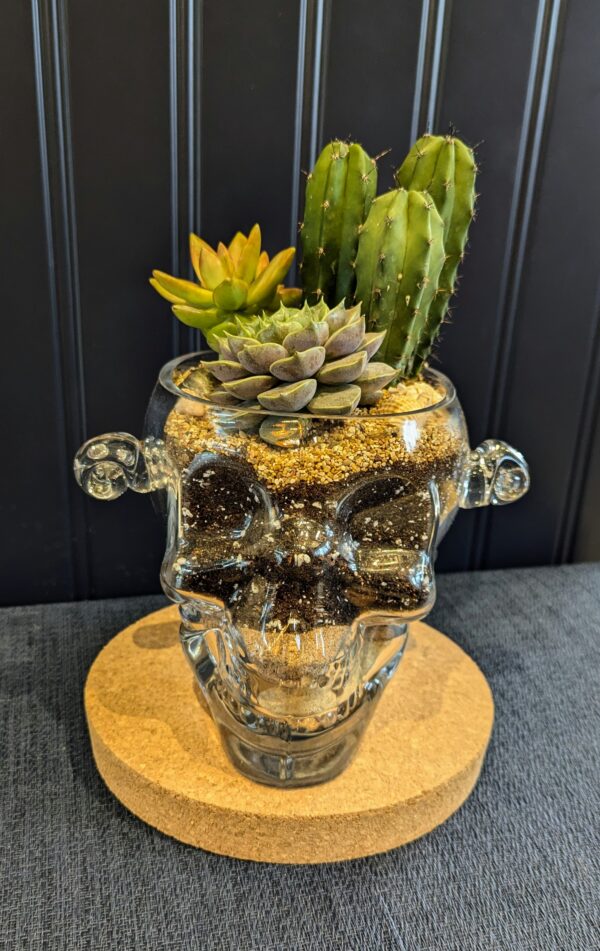 Succulent glass skull - Image 3