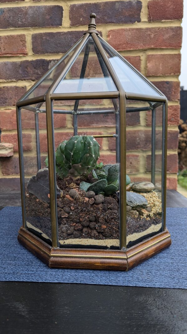 Vintage succulent octagon terrarium - Image 4