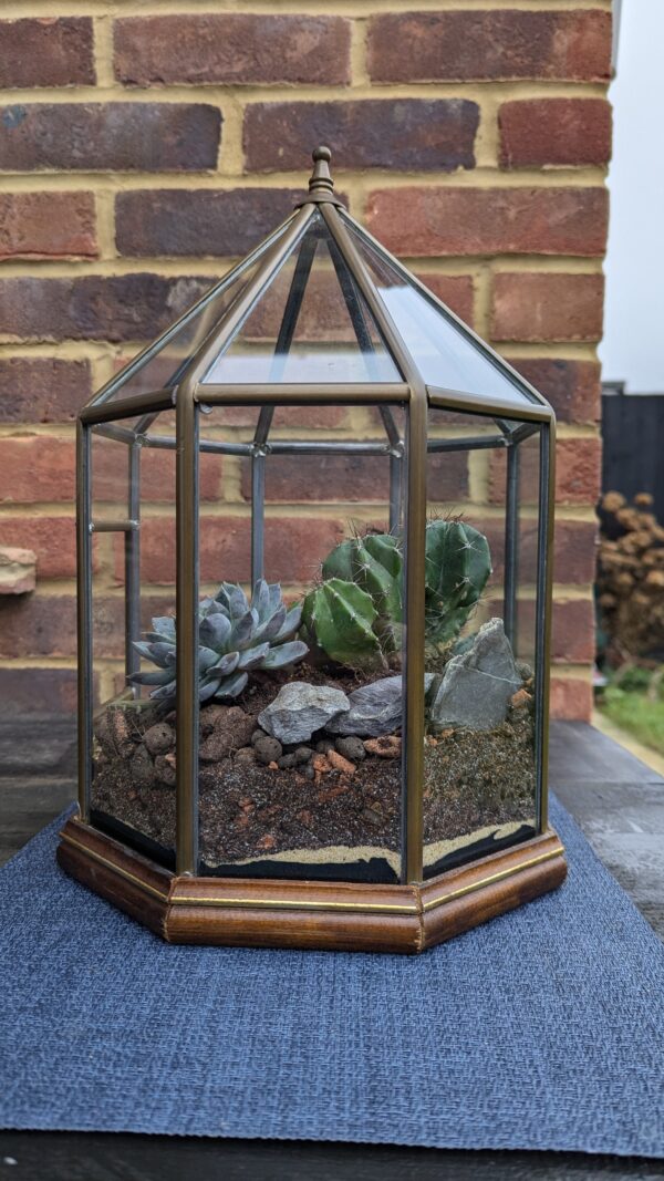 Vintage succulent octagon terrarium - Image 5