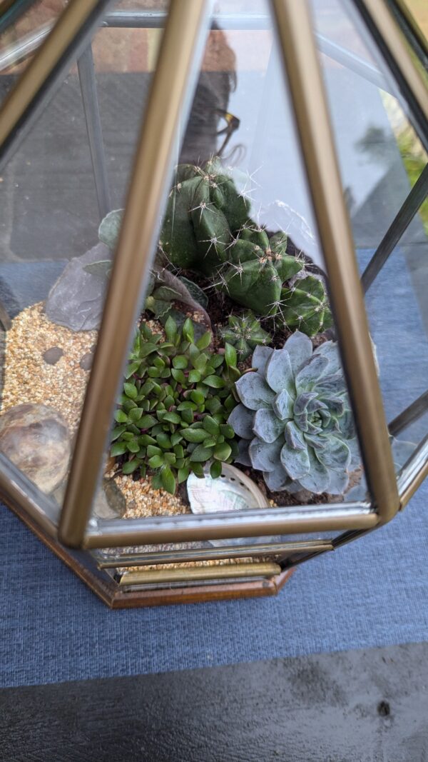 Vintage succulent octagon terrarium - Image 6