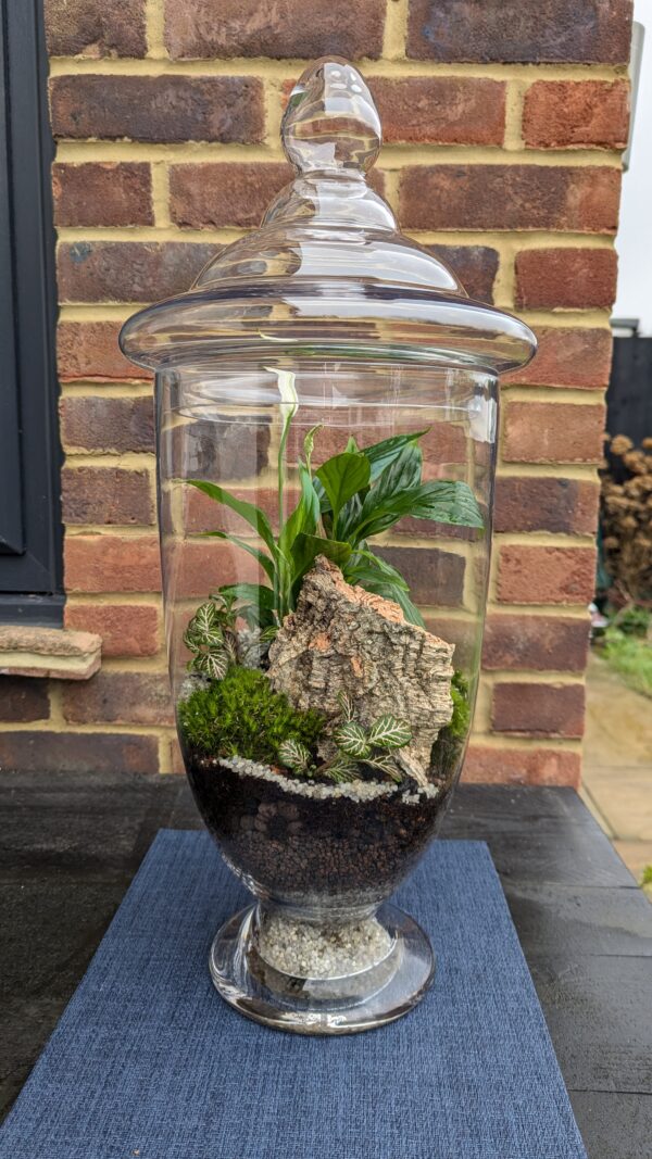 Giant apothecary jar terrarium - Image 5