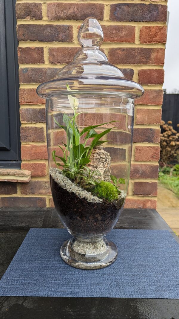 Giant apothecary jar terrarium - Image 7