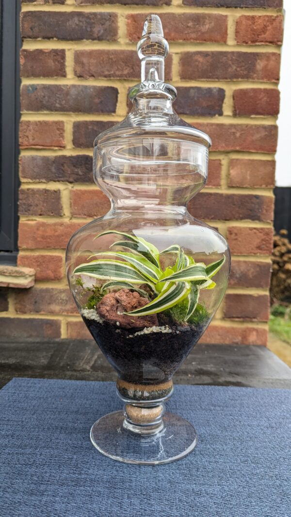 Curvy apothecary jar terrarium