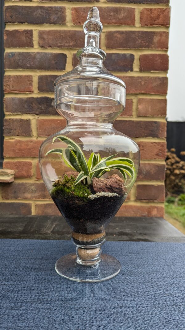 Curvy apothecary jar terrarium - Image 2