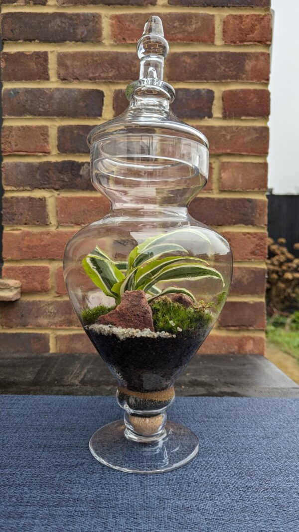 Curvy apothecary jar terrarium - Image 3