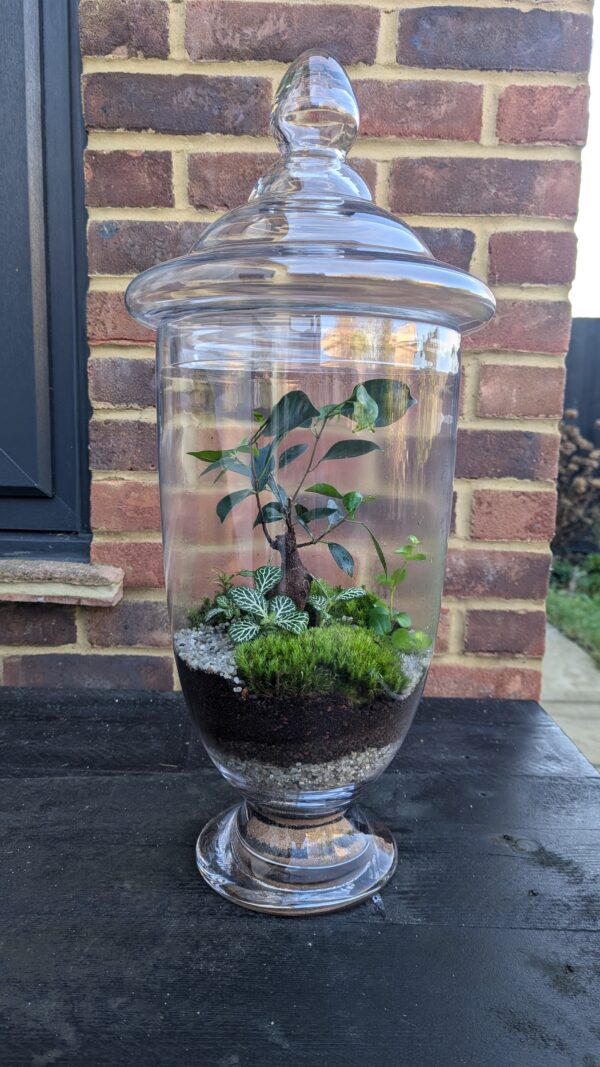 Giant apothecary jar terrarium - Image 4