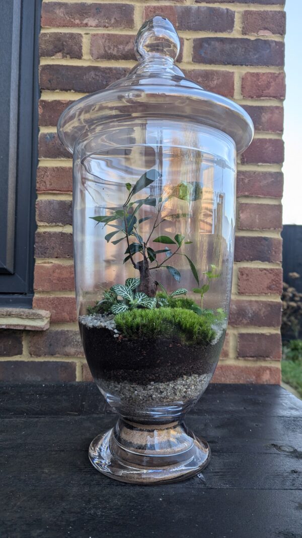 Giant apothecary jar terrarium - Image 3