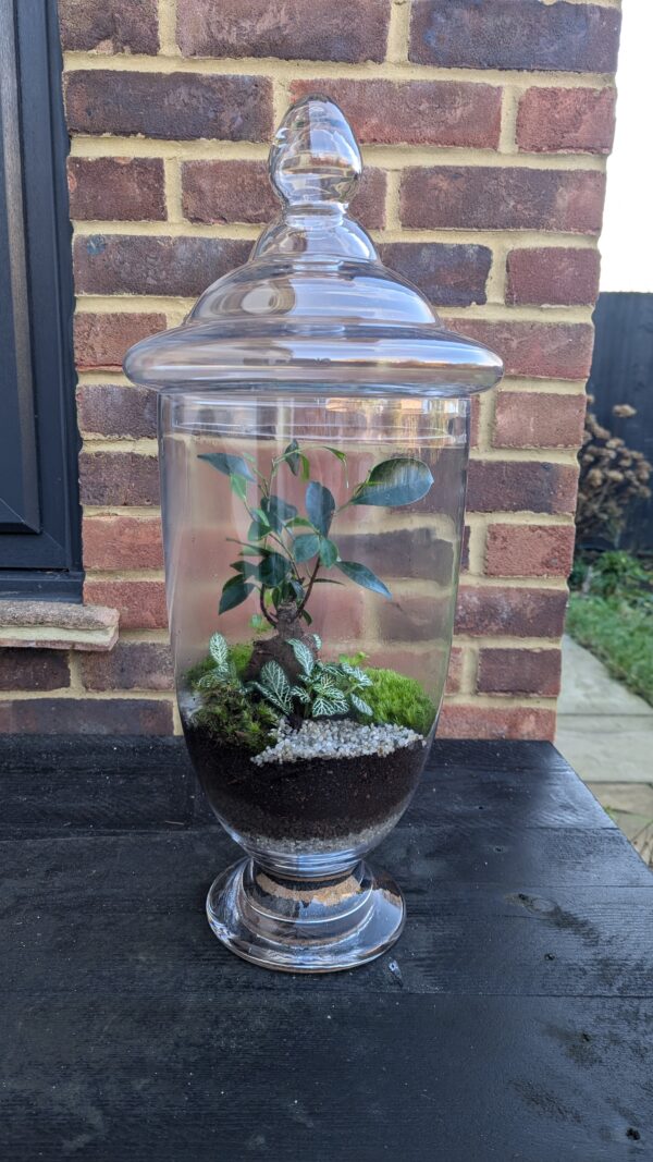 Giant apothecary jar terrarium - Image 2