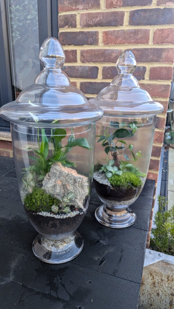 Giant apothecary jar terrarium