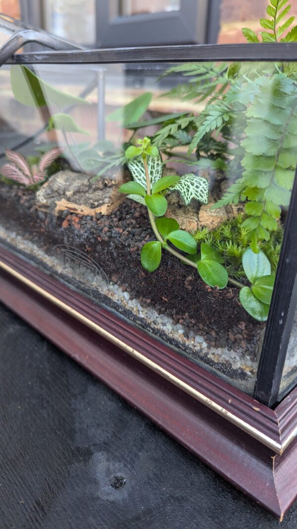 Vintage house terrarium - Image 4