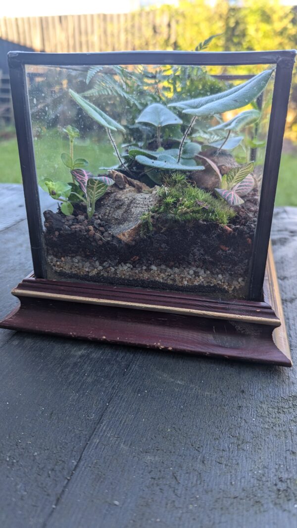 Vintage house terrarium - Image 5