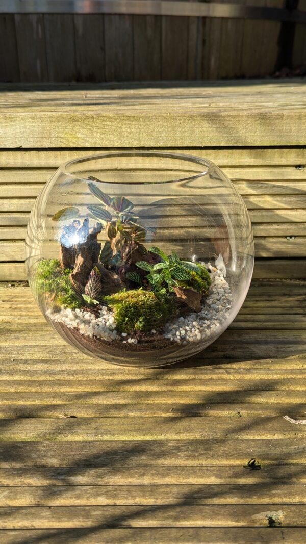 Fishbowl terrarium - Image 2