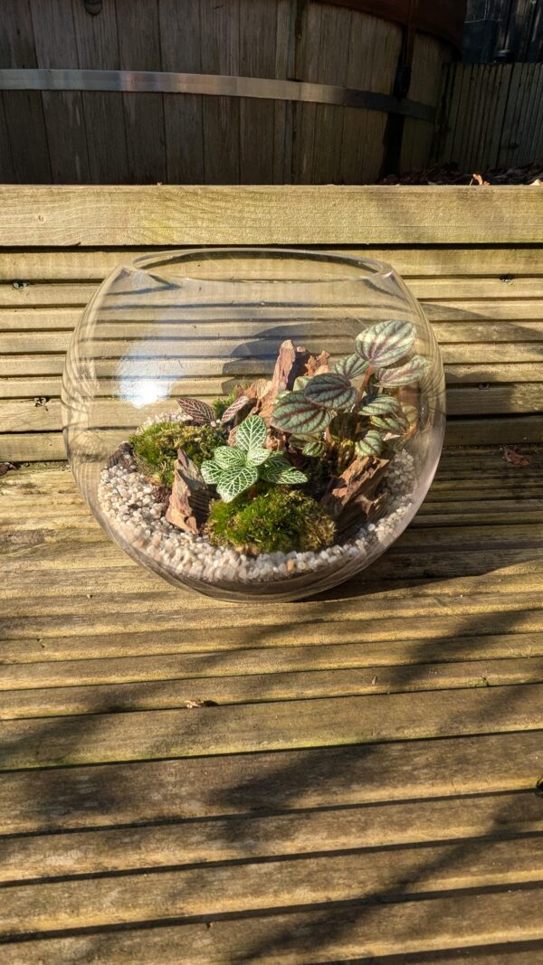 Fishbowl terrarium - Image 3