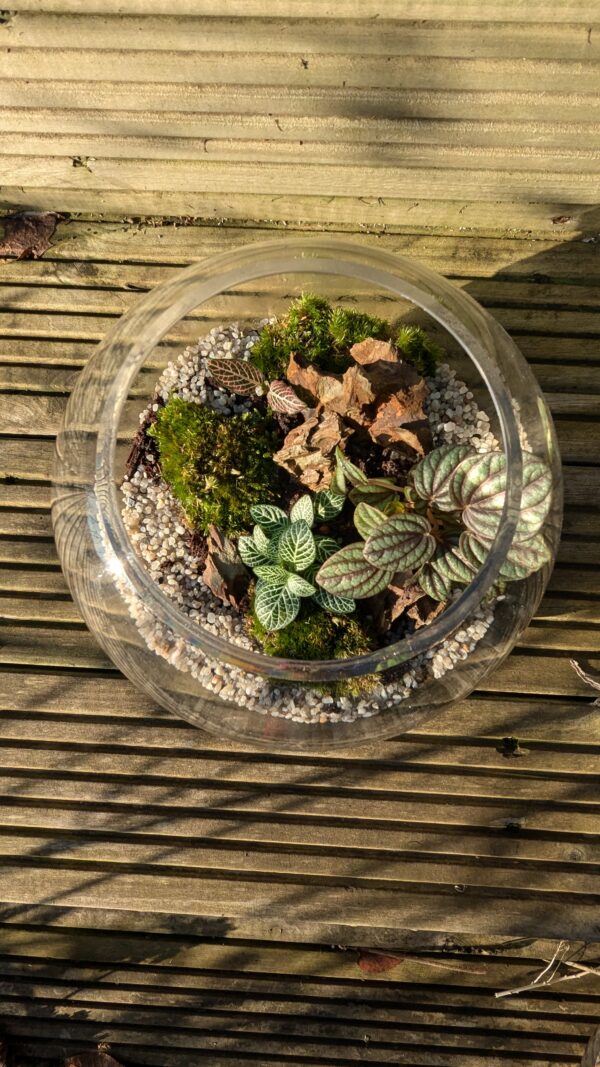 Fishbowl terrarium - Image 4