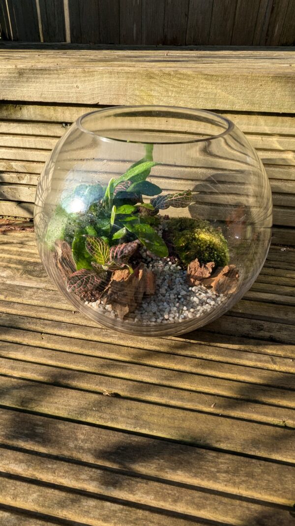 Fishbowl terrarium - Image 5