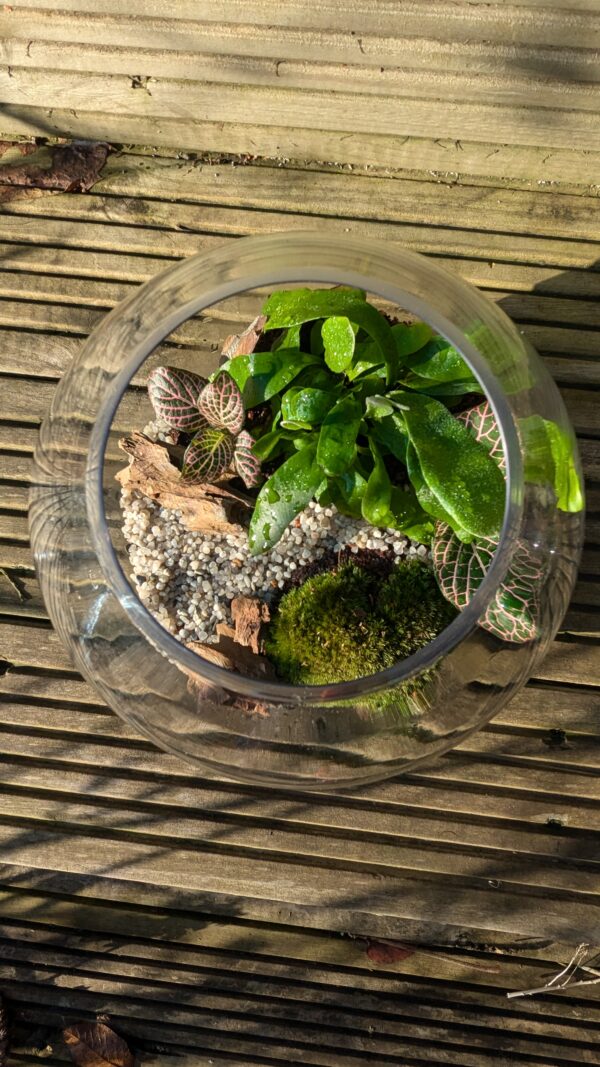 Fishbowl terrarium - Image 6