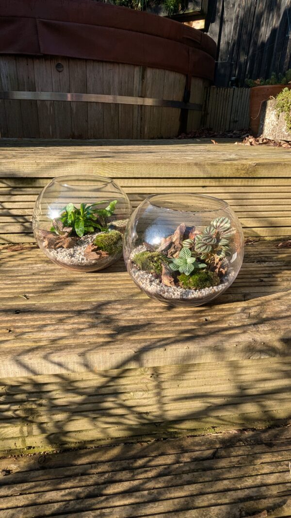 Fishbowl terrarium