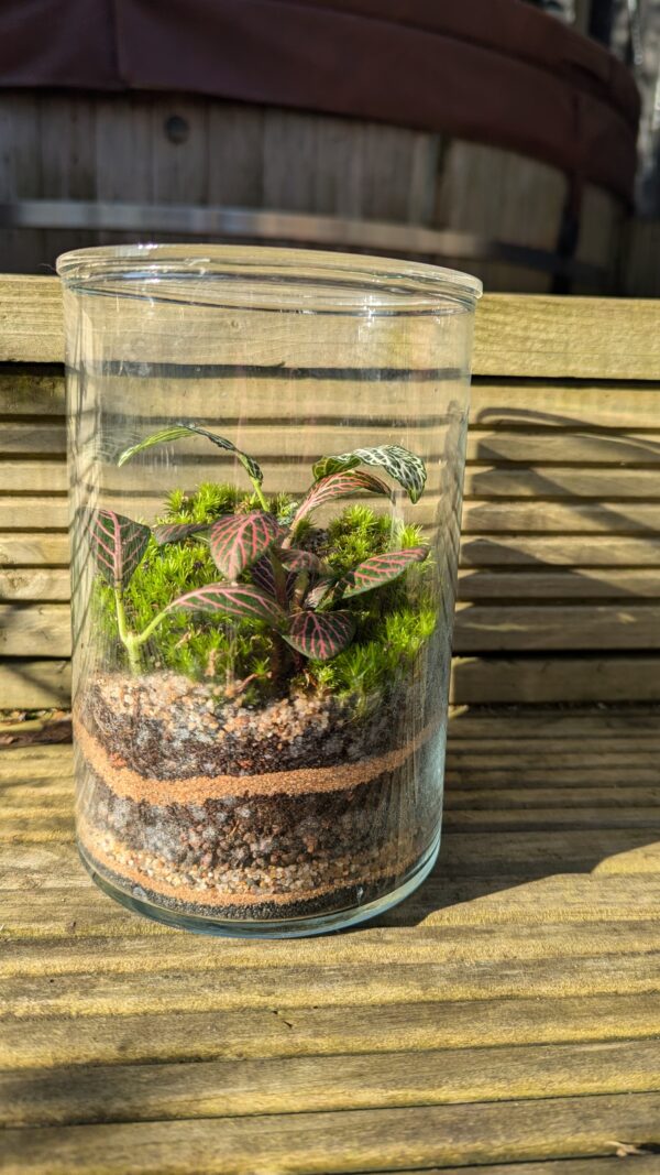 Dumpy cylinder terrarium - Image 5