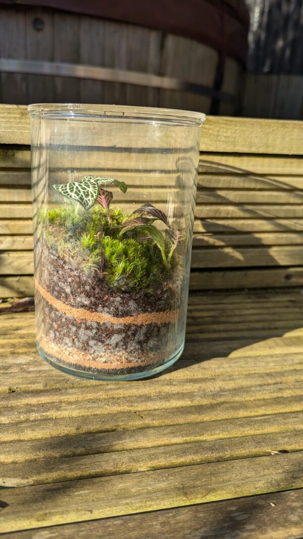 Dumpy cylinder terrarium - Image 3