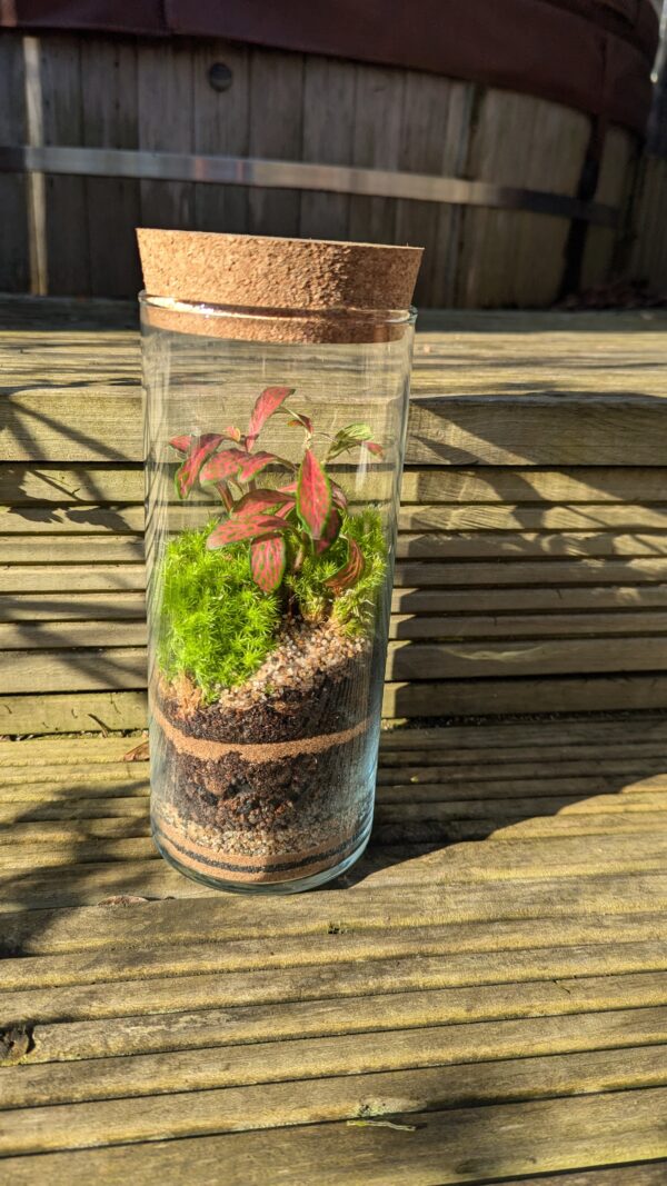 Tall cylinder terrarium - Image 6