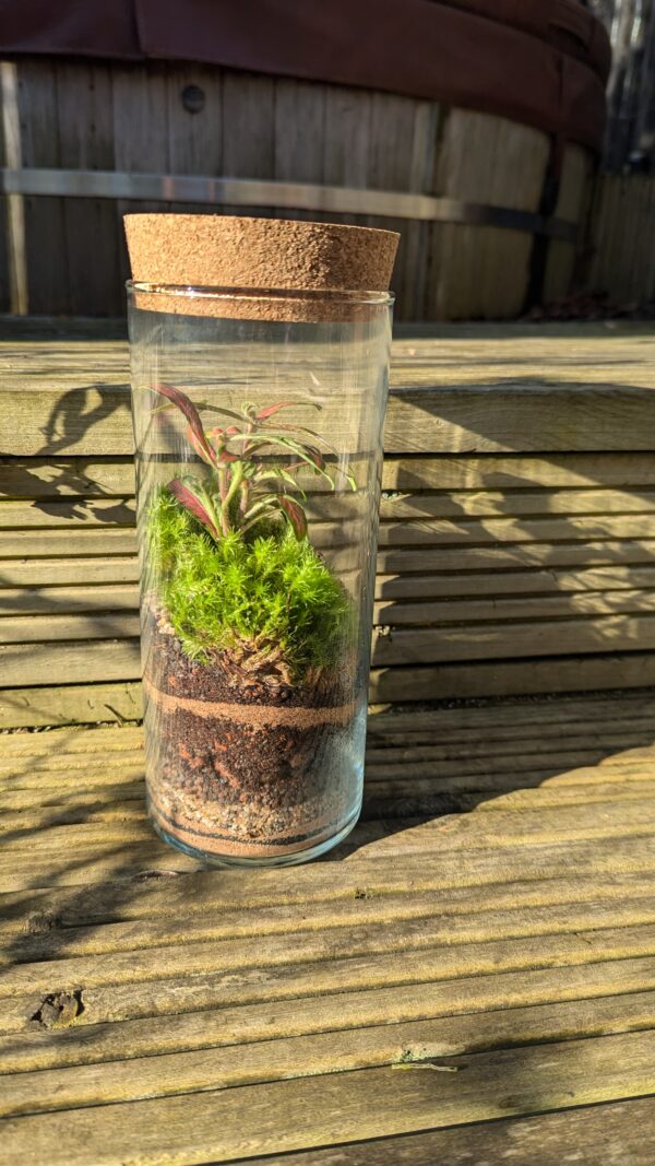 Tall cylinder terrarium - Image 5