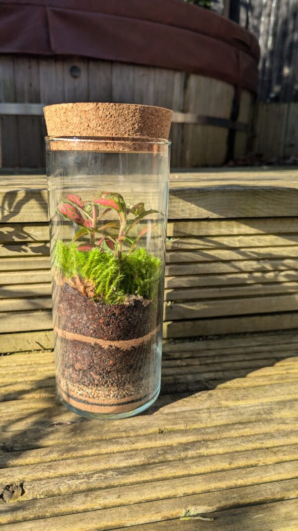 Tall cylinder terrarium - Image 4