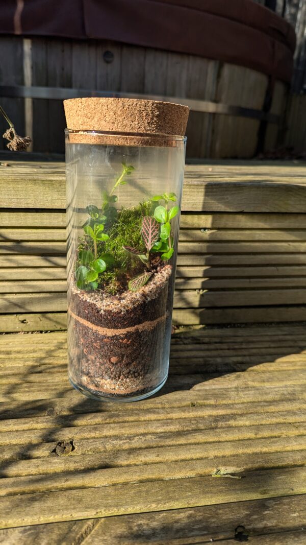 Tall cylinder terrarium - Image 3