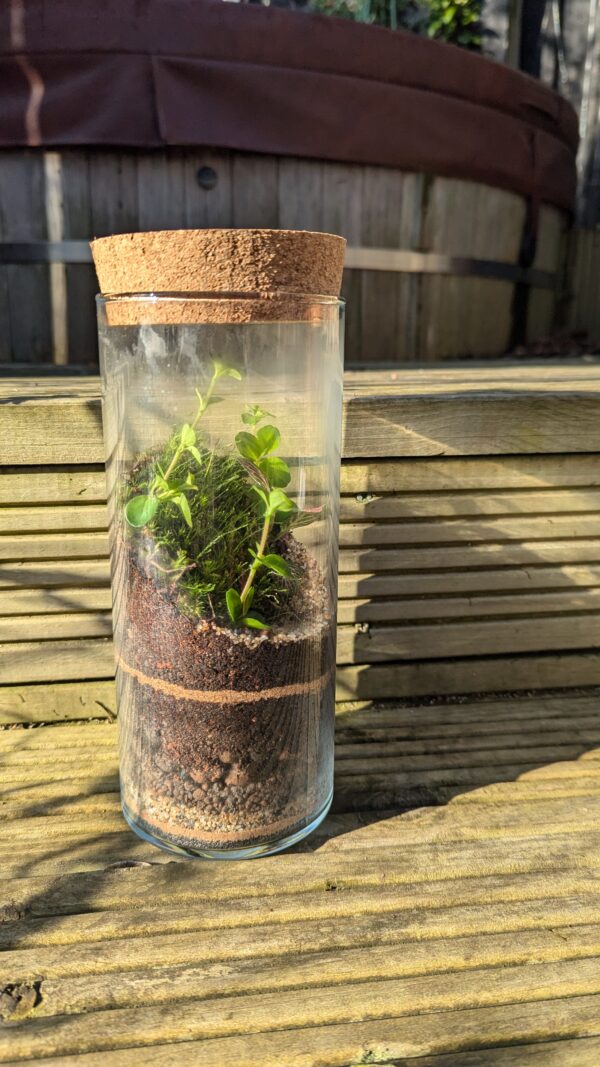 Tall cylinder terrarium - Image 2