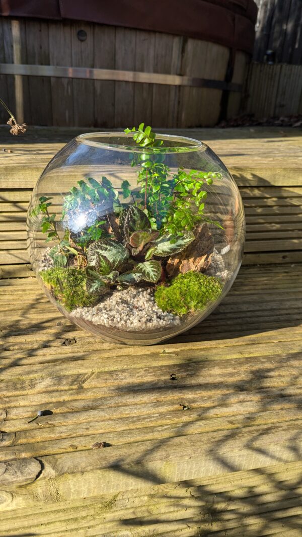 Large fishbowl terrarium - Image 2