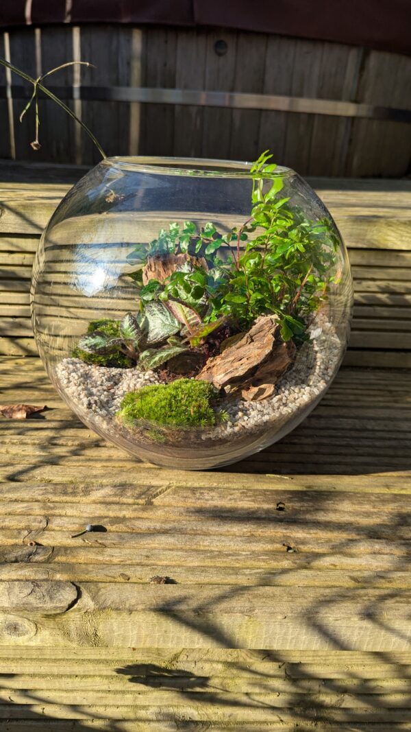 Large fishbowl terrarium - Image 3