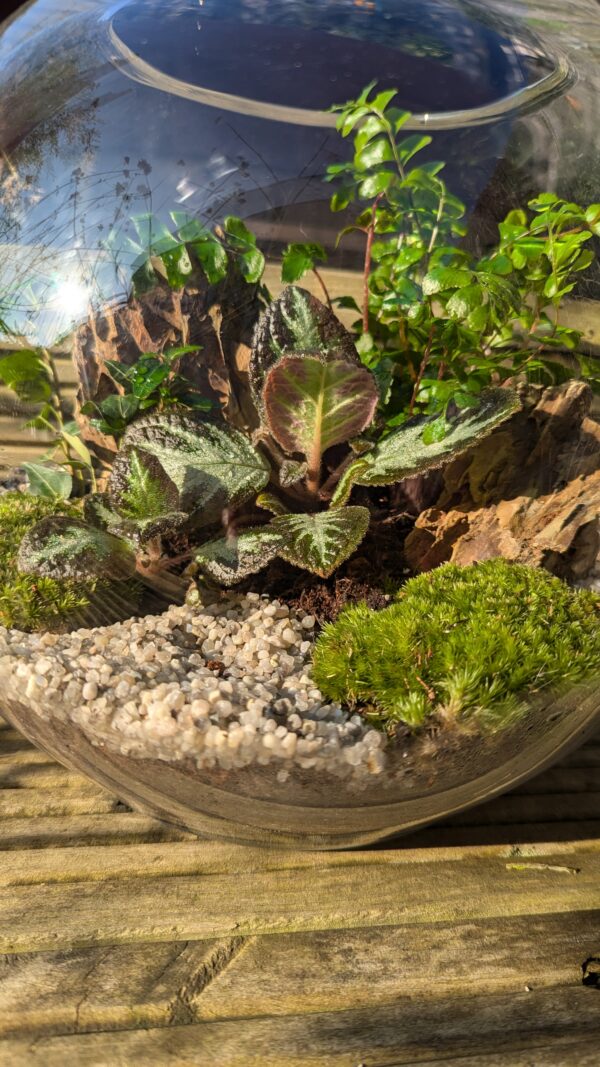 Large fishbowl terrarium - Image 4