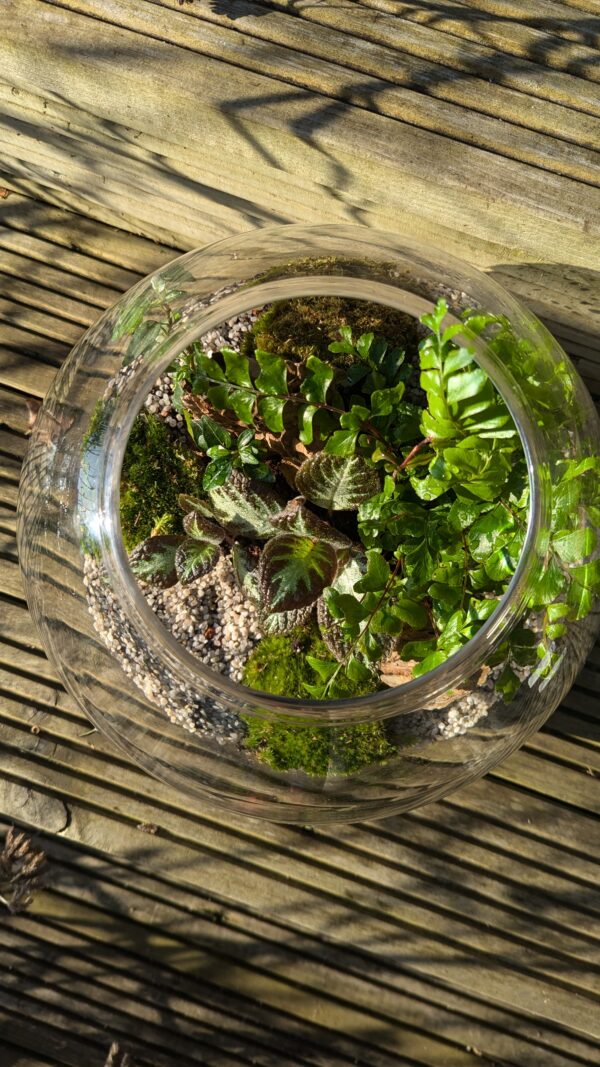 Large fishbowl terrarium - Image 5