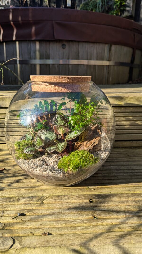 Large fishbowl terrarium