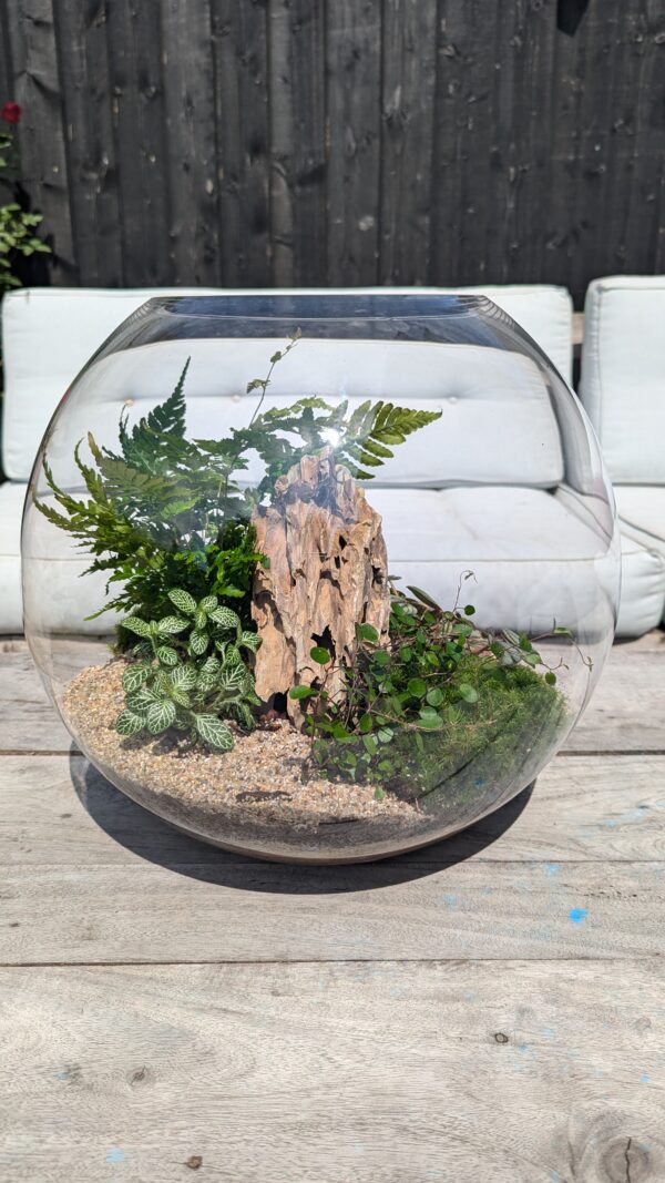 Large fishbowl terrarium - Image 5