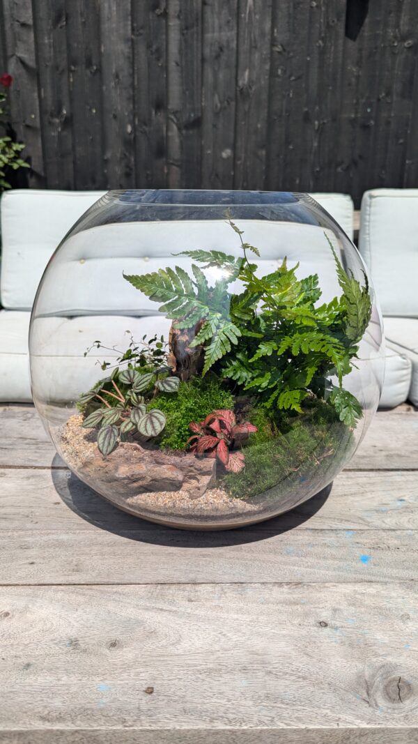 Large fishbowl terrarium - Image 4