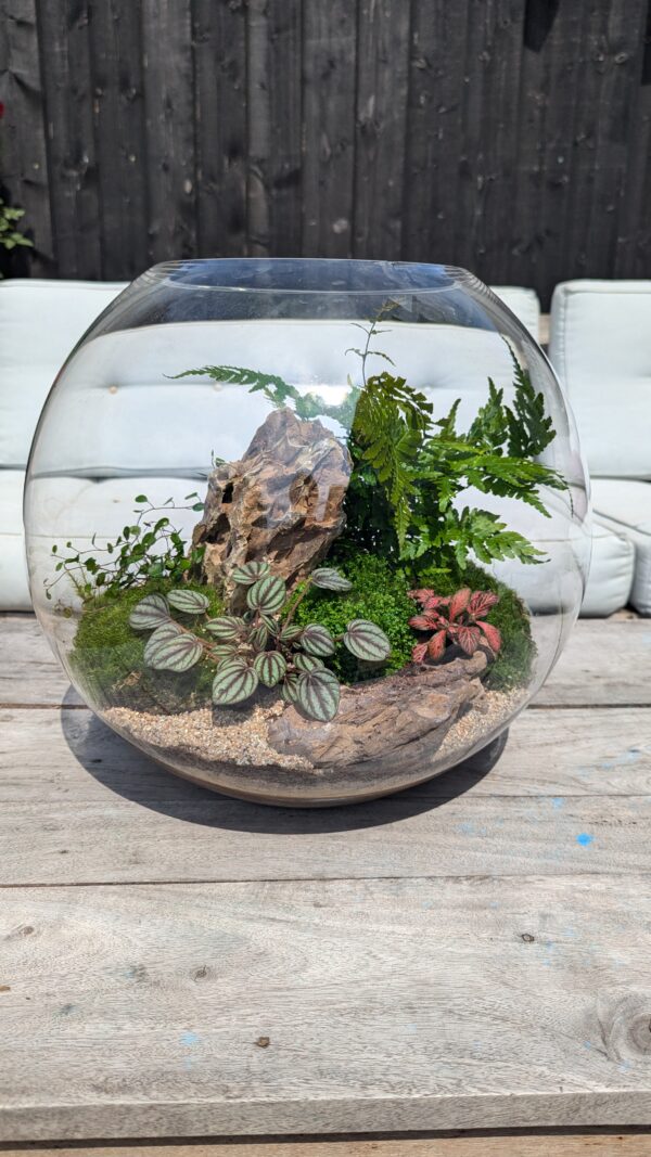 Large fishbowl terrarium