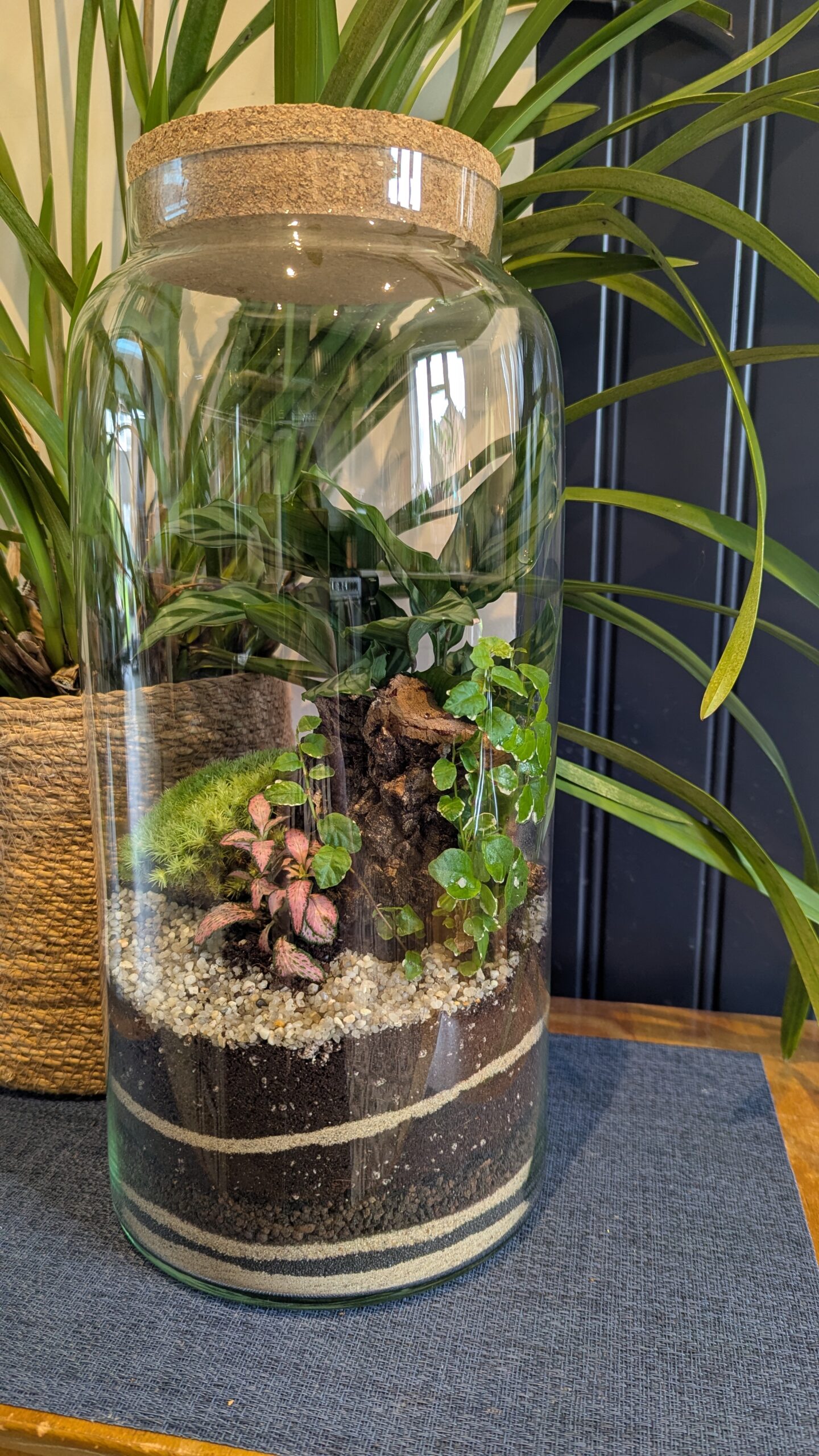 Tall apothecary jar terrarium by Blue Squid Creation, handmade terrarium in upcycled glass