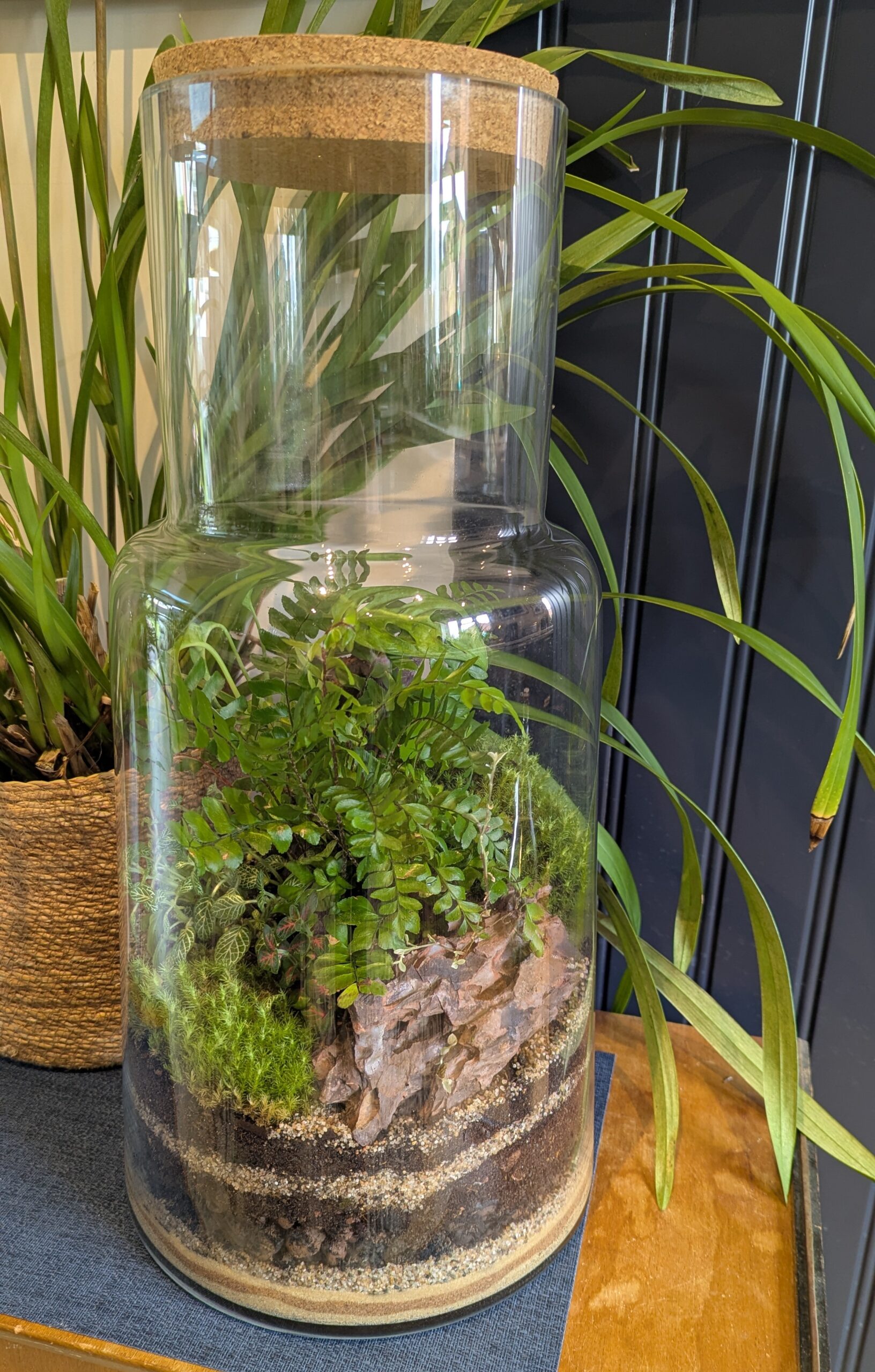 Large statement terrarium by Blue Squid Creation, a handmade terrarium in vintage glass filled with lush plants and moss, perfect as a housewarming gift in Surrey