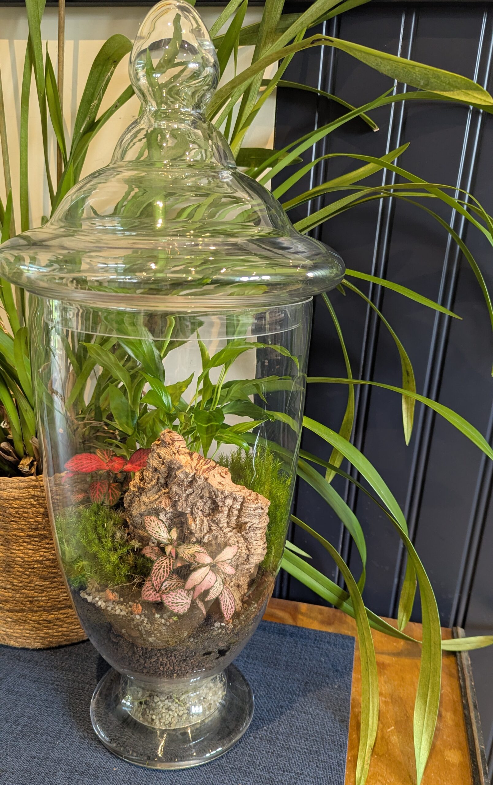 Apothecary jar terrarium by Blue Squid Creation