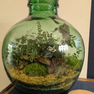 Large round fishbowl terrarium by Blue Squid Creation, handmade terrarium in upcycled glass