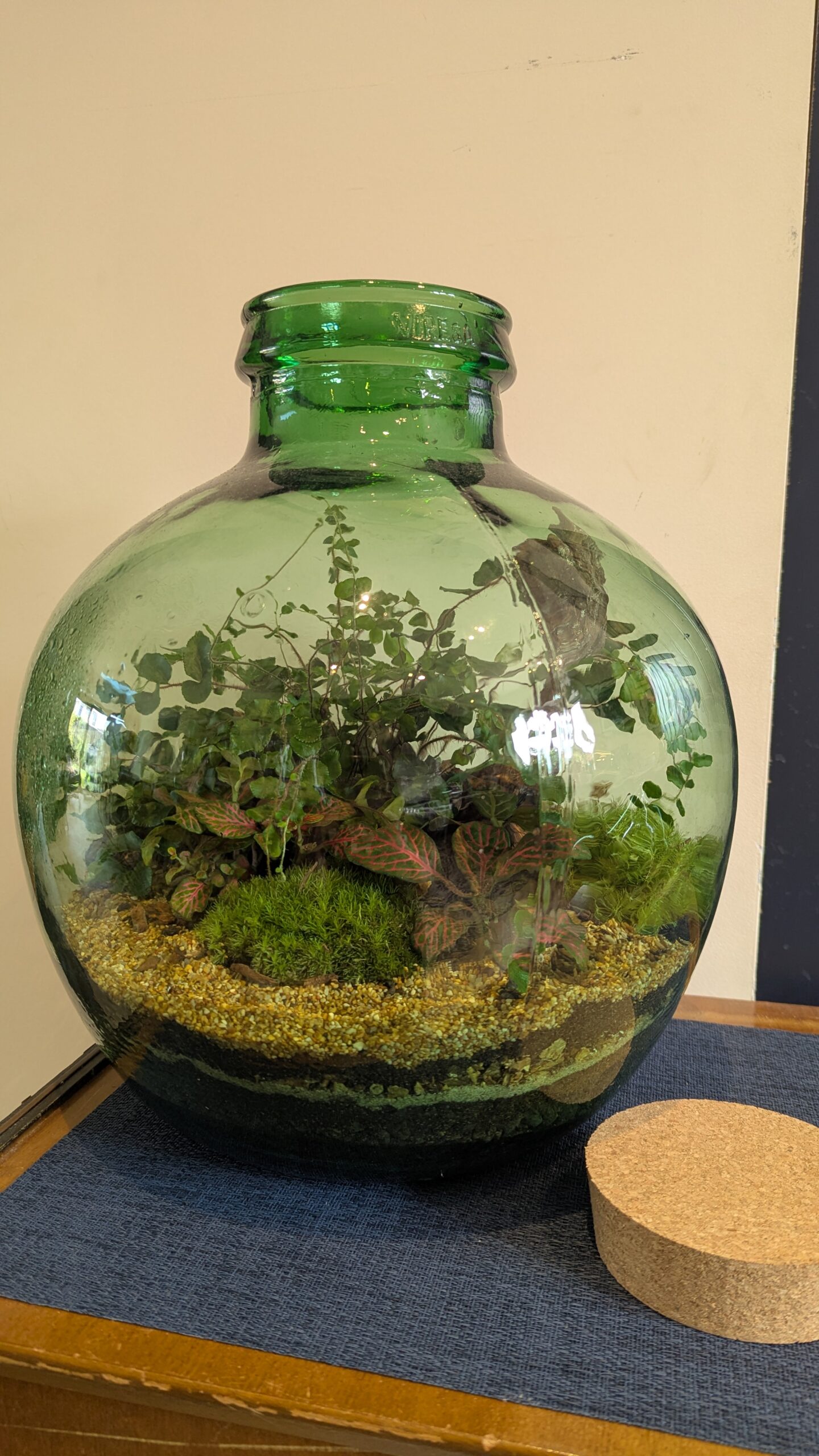 Green carboy terrarium by Blue Squid Creation, a handmade closed terrarium in a green vintage carboy bottle, ideal housewarming gift