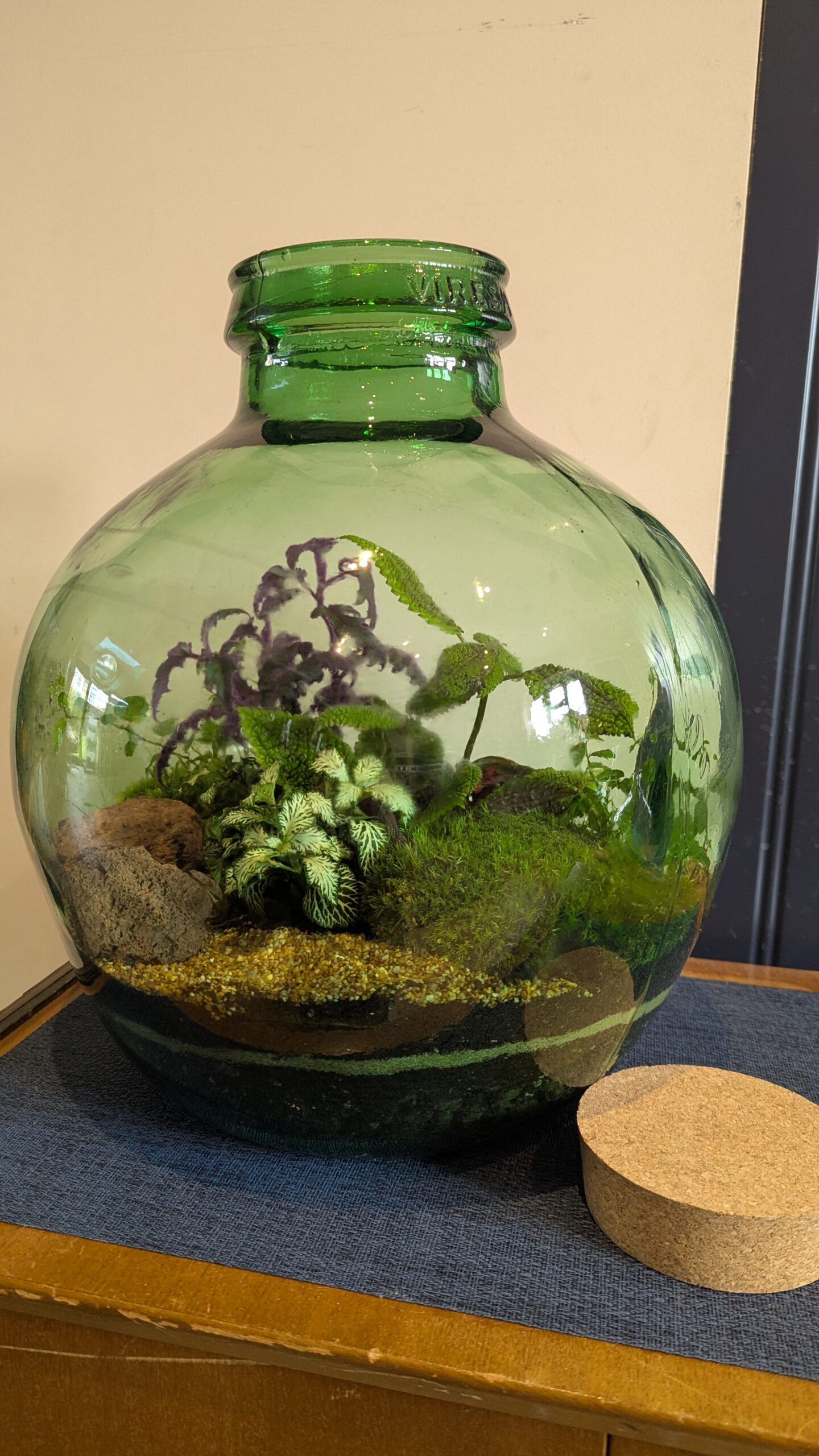 Vintage Bottle Terrarium, a closed terrarium in upcycled vintage glass with plants and moss, by Blue Squid Creation in Addlestone, Surrey