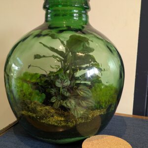 Round apothecary jar terrarium by Blue Squid Creation, handmade terrarium in upcycled glass