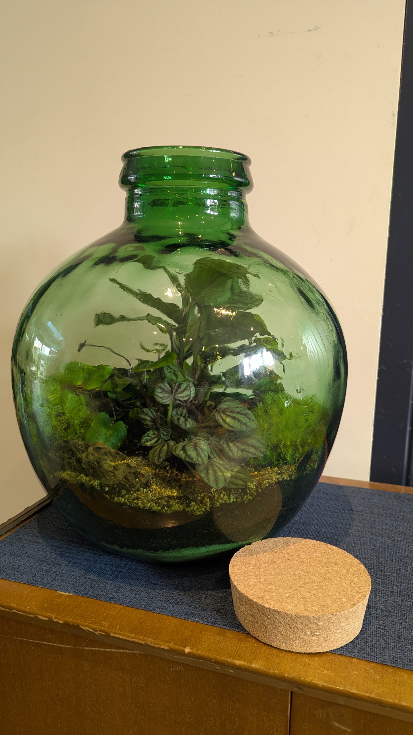 Green Vintage Bottle Terrarium by Blue Squid Creation, a tall green glass bottle filled with plants and living moss, handmade in Addlestone, Surrey