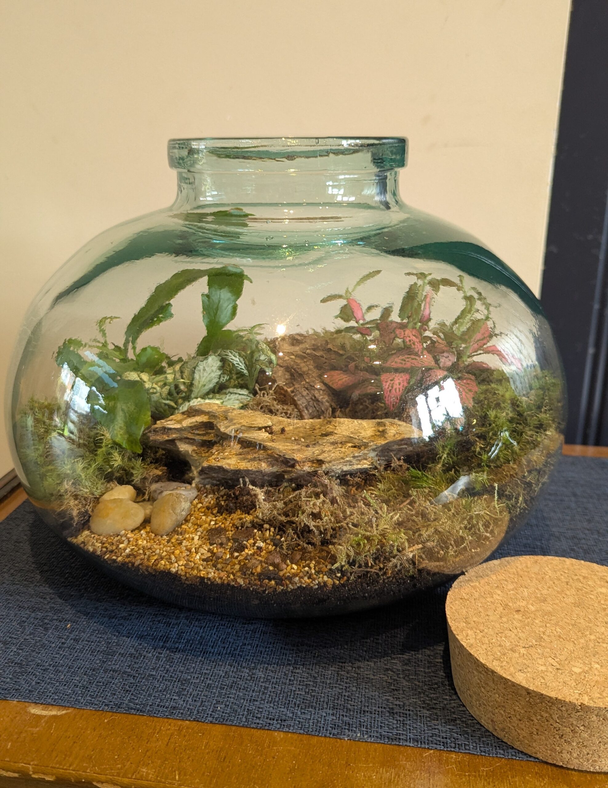 Small carboy terrarium by Blue Squid Creation, handmade closed terrarium in vintage glass, Addlestone, Surrey