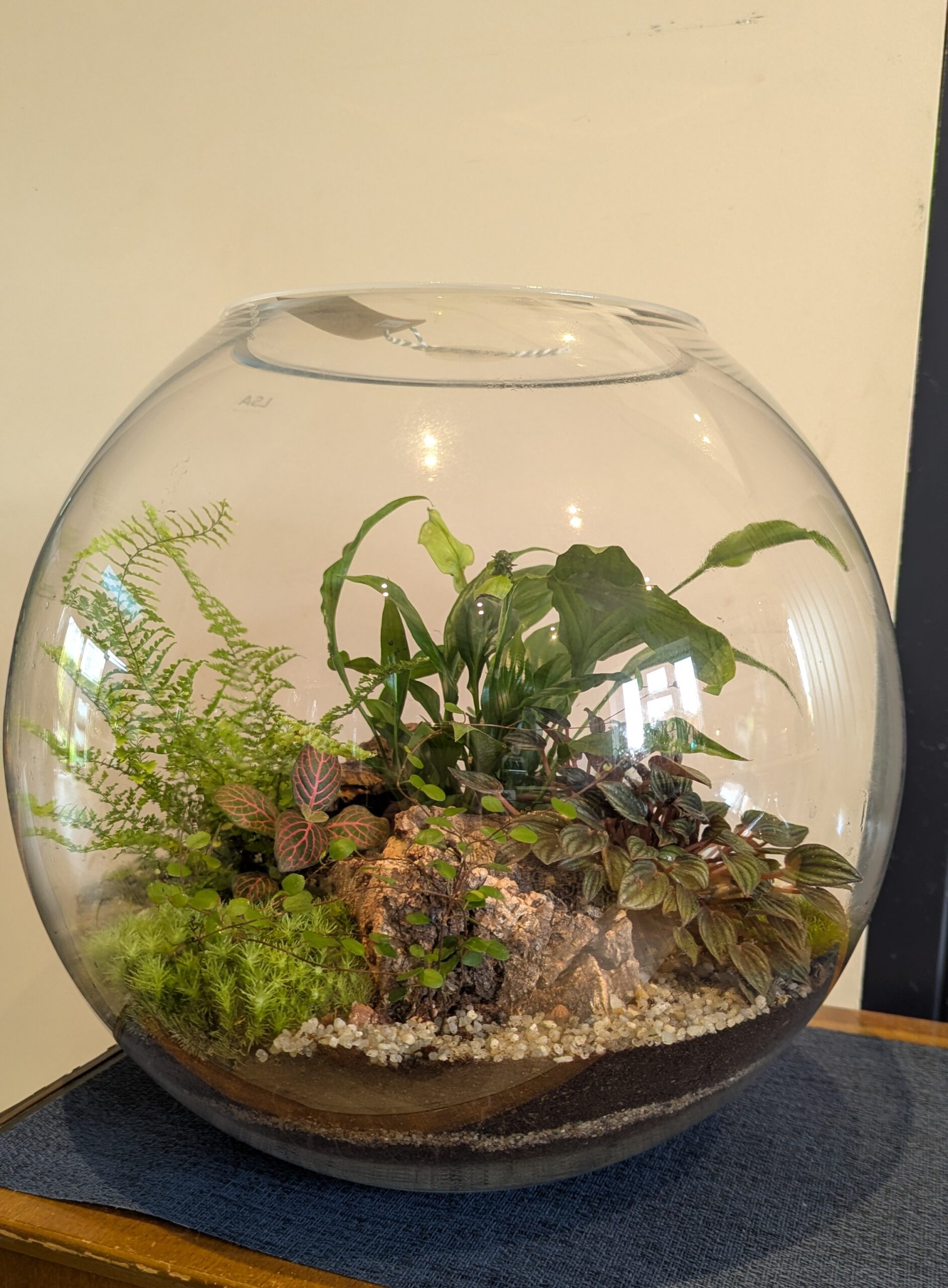 Giant fishbowl terrarium by Blue Squid Creation