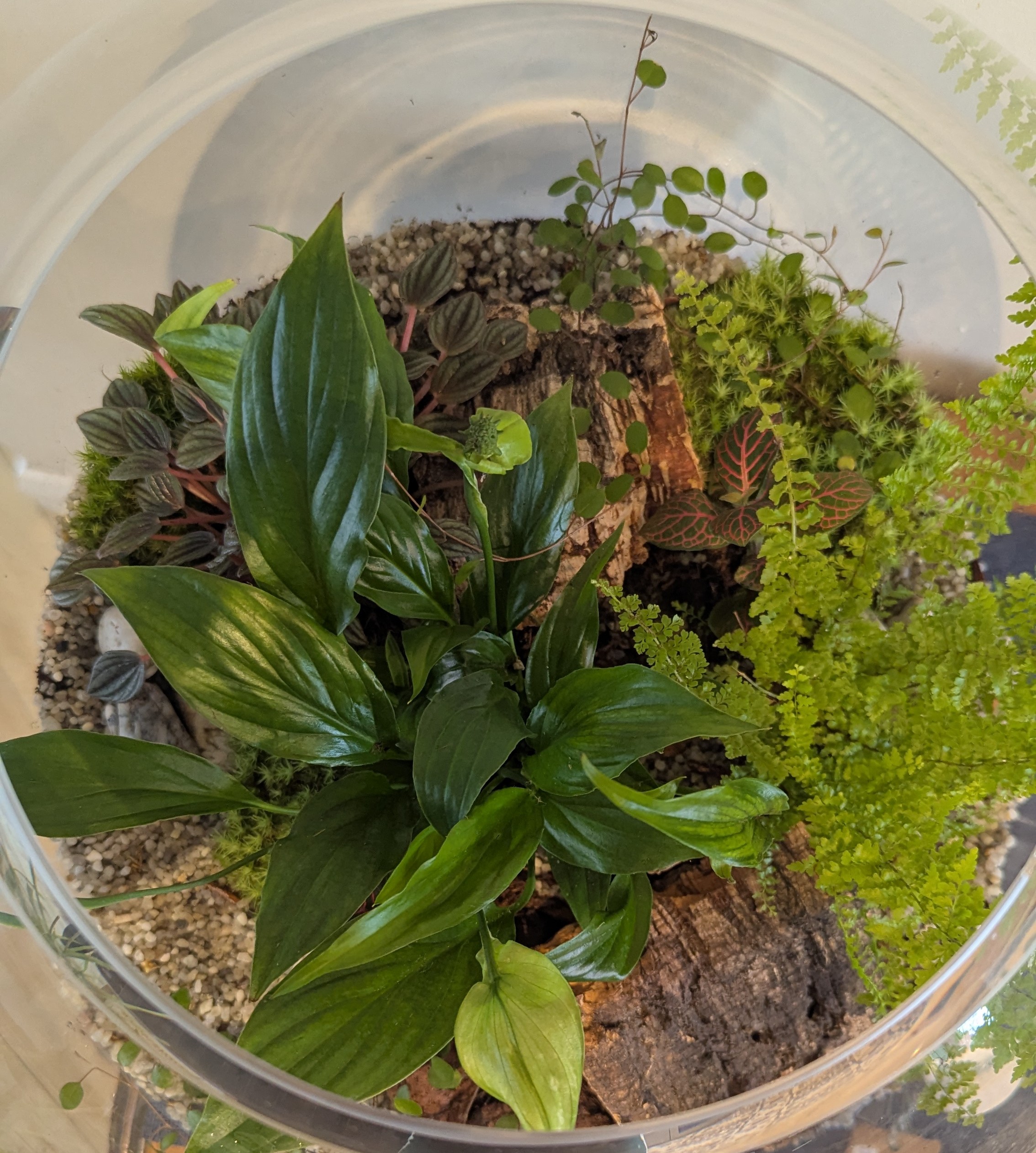 Giant round fishbowl terrarium by Blue Squid Creation, handmade terrarium in upcycled glass